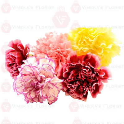 Carnations Flower (Each) 