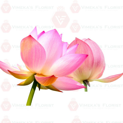Lotus Flower (Each) - தாமரைப்பூ