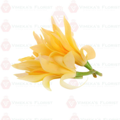 Shenbaga Flower - செண்பகப்பூ