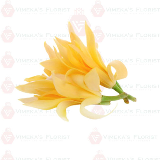 Shenbaga Flower - செண்பகப்பூ
