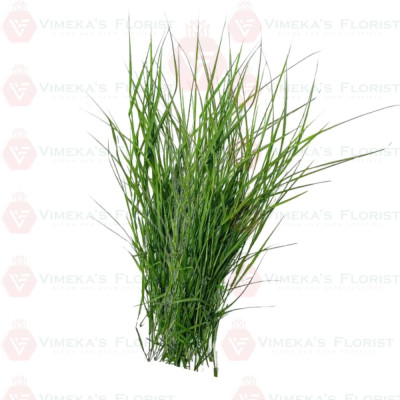 Arugam Grass - அருகம்புல் 