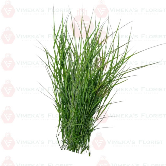 Arugam Grass - அருகம்புல் 