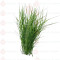 Arugam Grass - அருகம்புல் 