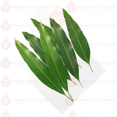Mango Leaves (10) - மா இலை