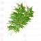 Neem Leaves (100g) - வேப்பிலை