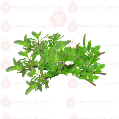 Tulsi Leaves (50g) - துளசி இலை