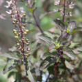 Pooja Leaves
