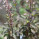 Pooja Leaves