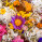 Pooja Flower